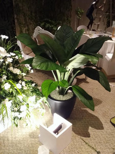 Indoor Plant Displays