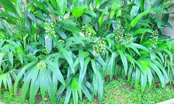Xiphidium Caeruleum Plant in Plastic Pot