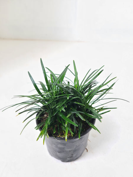 Dwarf Mondo Grass Green Plant in Plastic Pot