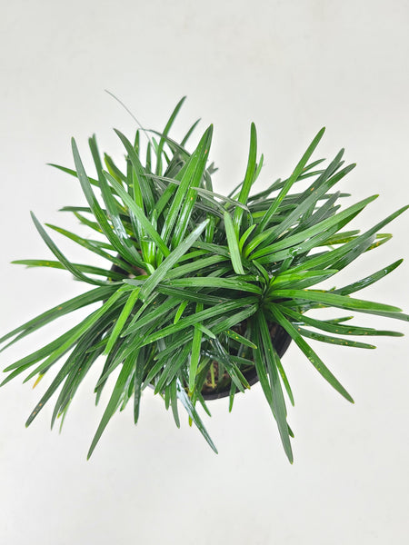 Dwarf Mondo Grass Green Plant in Plastic Pot
