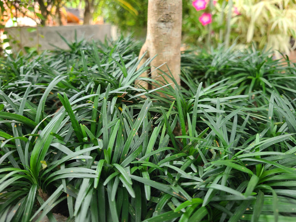 Dwarf Mondo Grass Green Plant in Plastic Pot