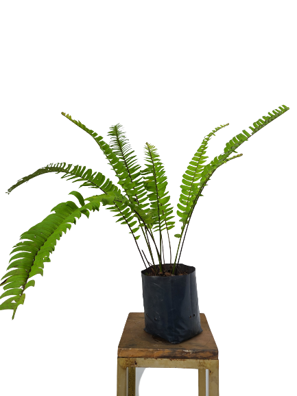 Bangkok Ferns Bush In Poly Bags : 12 to 15 Inches (Plant Spread)