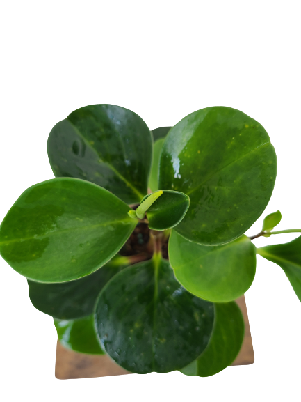 peperomia Green Plant in Plastic pot : 10 to 15 Inches (Plant Height)