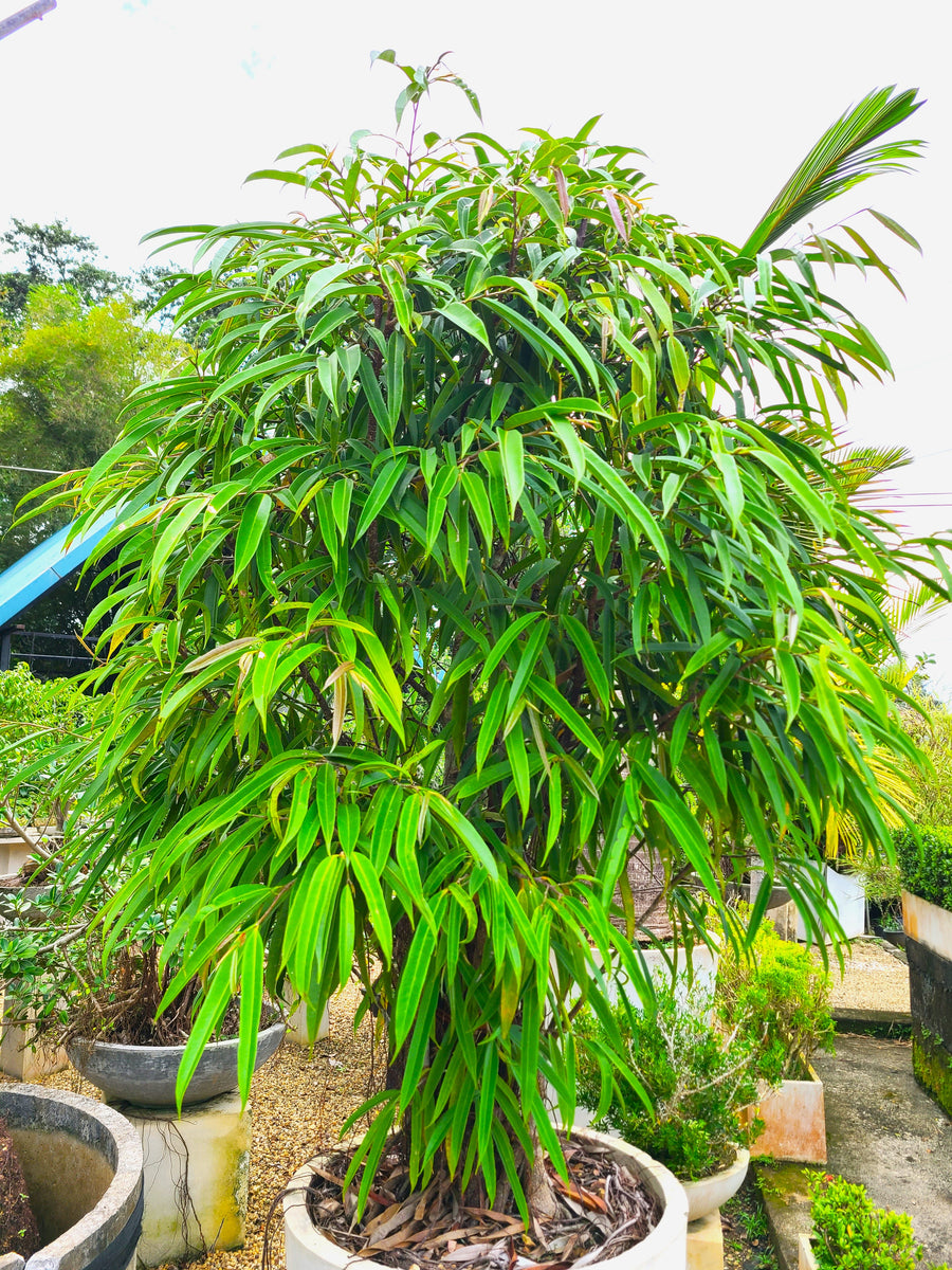 Ficus Alii Plants & Plants Supercentre