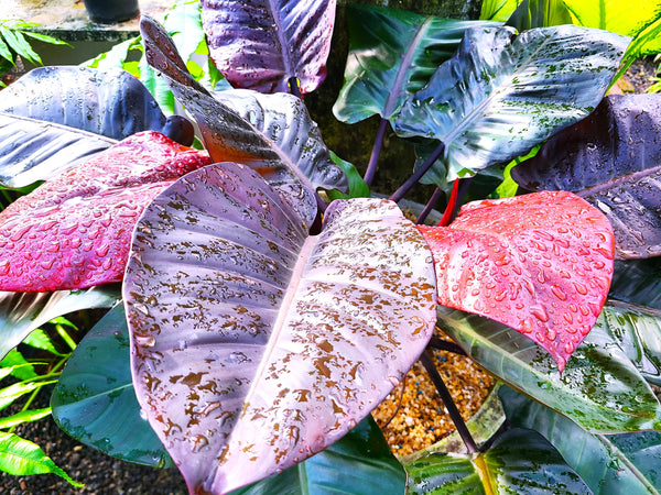 Philodendron 'Black Cardinal' Plant in a Titanium Pot