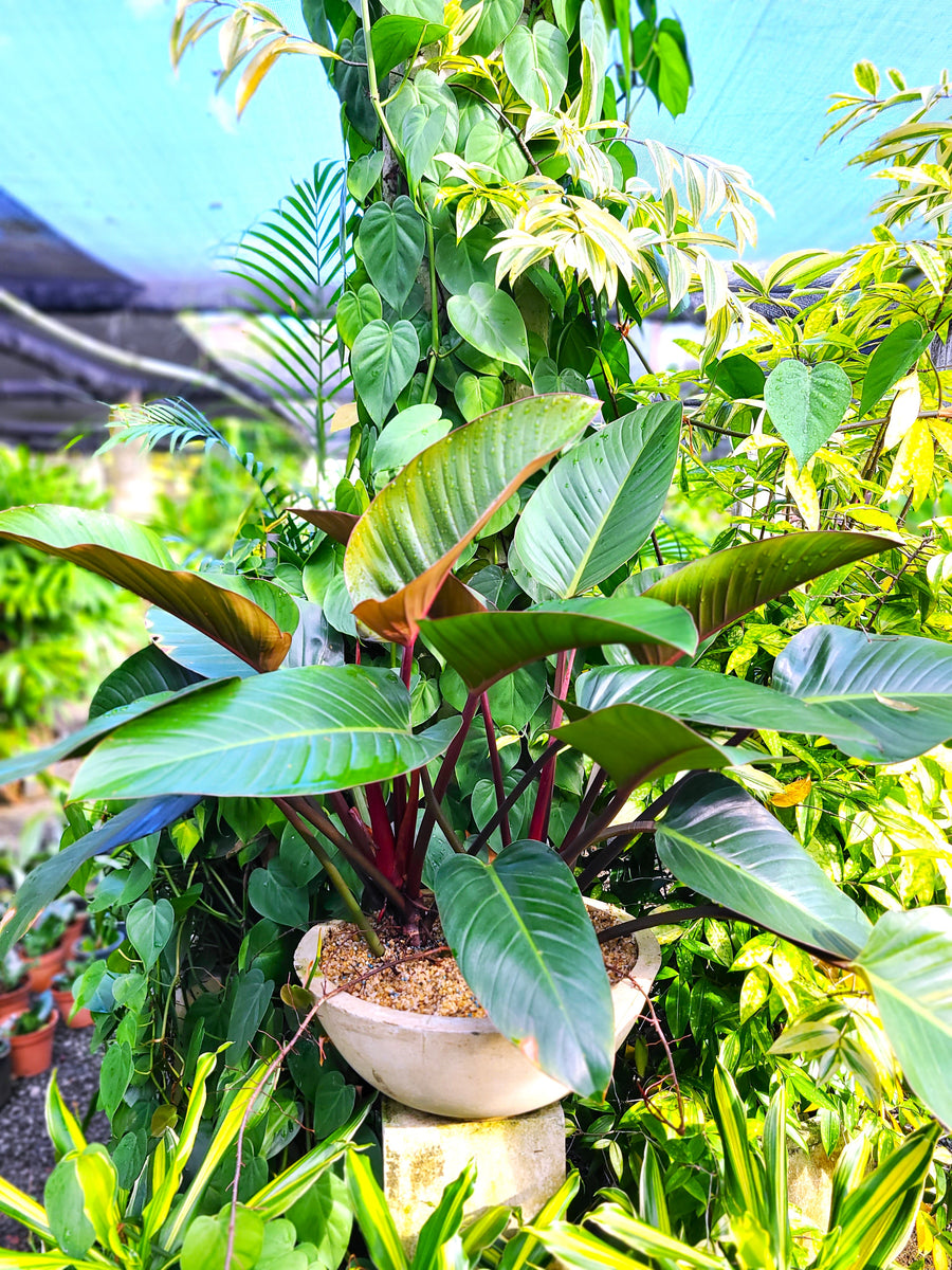 Philodendron Congo Rajo Plant in a Titanium Pot – Plants & Plants  Supercentre