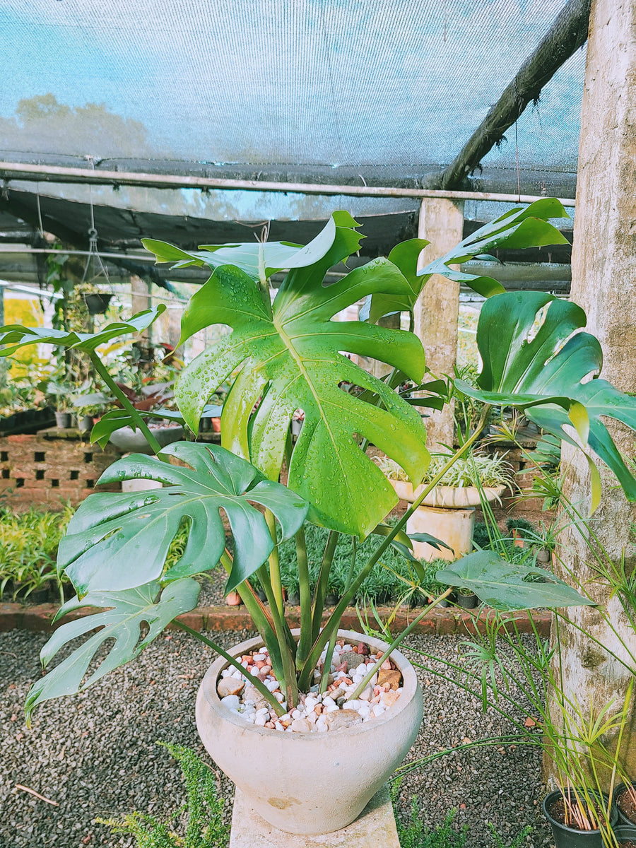 Monstera Deliciosa Plant in a Titanium Pot – Plants & Plants Supercentre