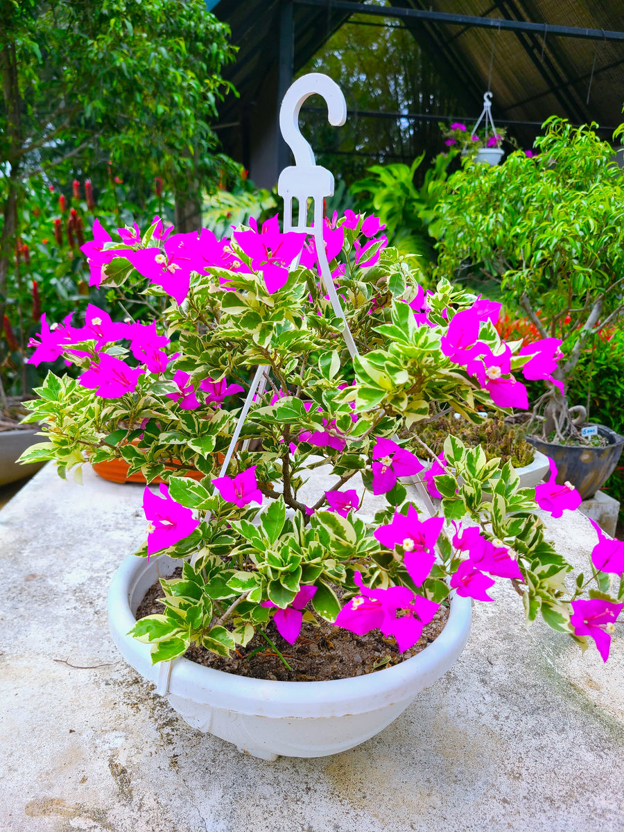 Bougainvillea Hanging Pot – Plants & Plants Supercentre