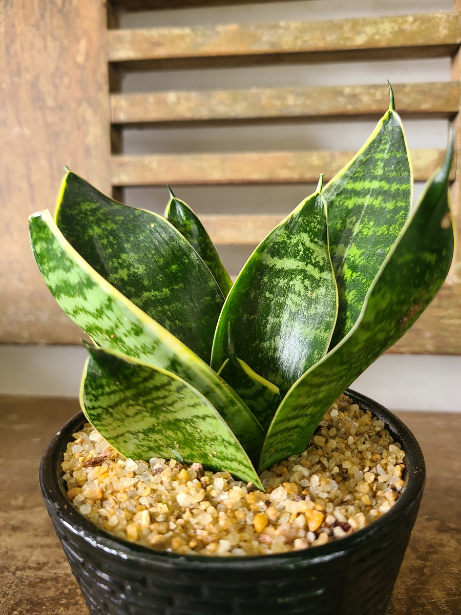 Sansevieria Trifasciata Dwarf Laurentii Plant in a Black Ceramic Pot –  Plants & Plants Supercentre