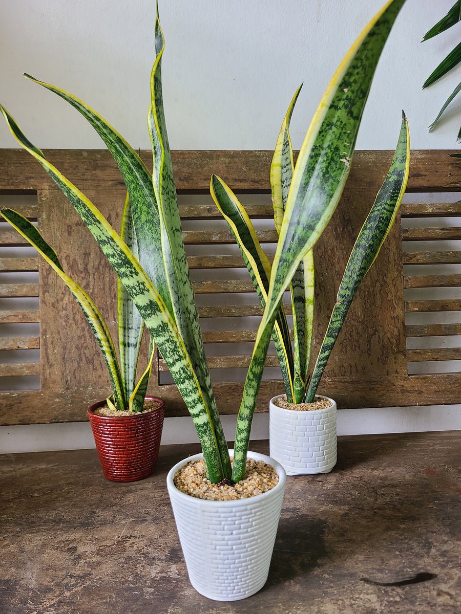 Sansevieria Laurentii Plant in Ceramic Pots – Plants & Plants Supercentre