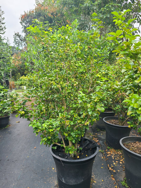 Root Balled Atteriya Tree