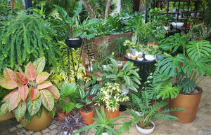 Indoor Plants Sri Lanka, Monstera, Garden Centre