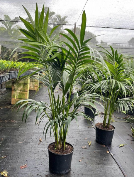 kentia palm plant Kentia Palm Plant in Plastic Pot – Plants & Plants Supercentre