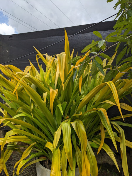 Golden Crinum Plant in Titanium Finished cement Pot: 5.5 feet ( Display height )