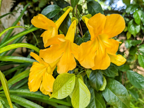Cat's Claw Plant in Poly Bag
