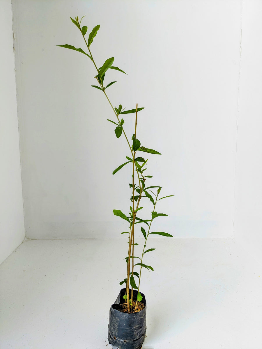 house plant creeper Vernonia Elaeagnifolia Vine (Curtain Creeper) Plant in Poly Bag – Plants & Plants Supercentre