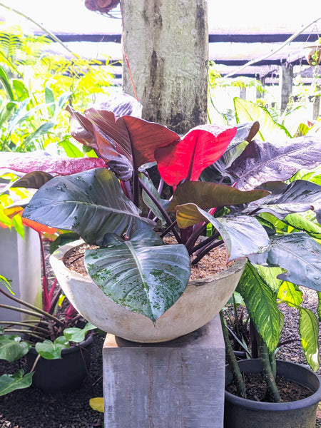 Philodendron 'Black Cardinal' Plant in a Titanium Pot