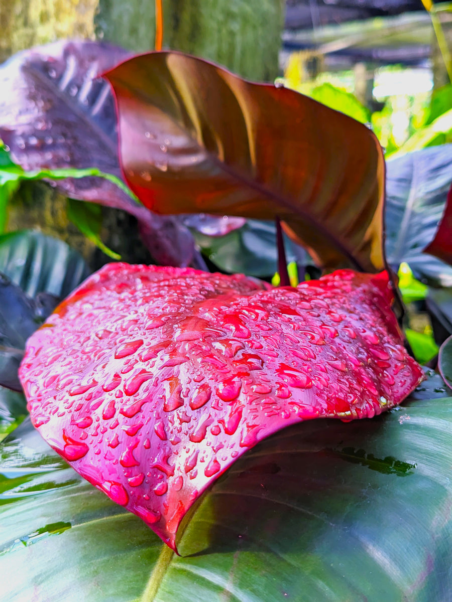 Philodendron 'Black Cardinal' Plant in a Titanium Pot Plants & Plants