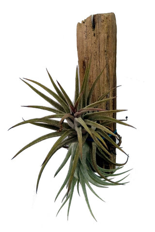 Tillandsia ionantha  Plant : 4 to 6 Inches (Plant Spread)