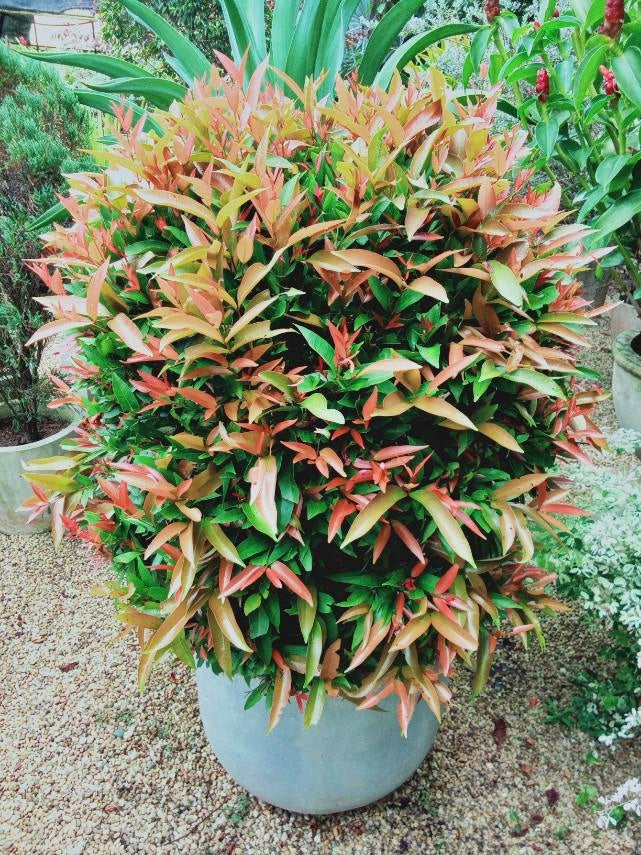 Christina Plant with Round Shape Titanium Pot – Plants & Plants Supercentre