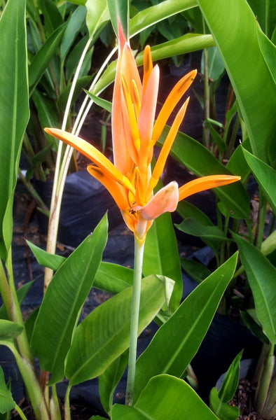 Heliconia Plant in Poly Bag
