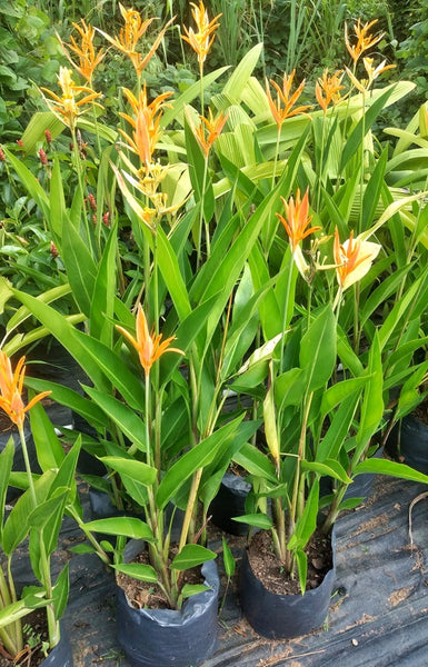 Heliconia Plant in Poly Bag