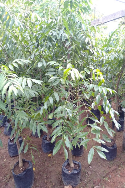 Ambarella Trees in Poly Bags : 6 to 7 Feet (Plant Height)