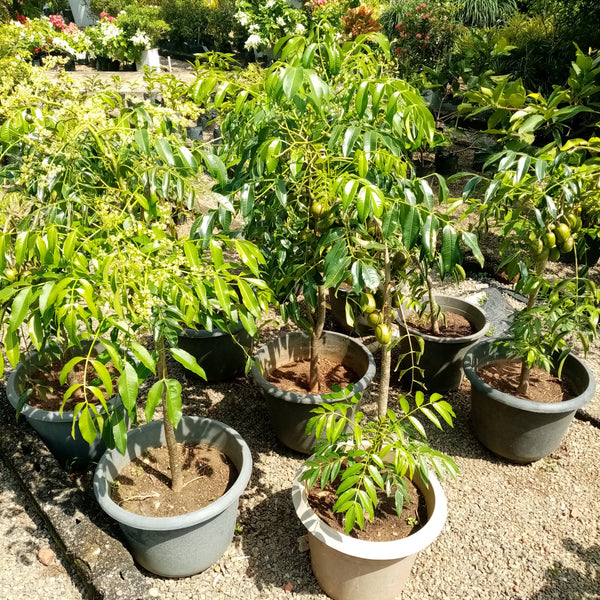 Ambarella Plant in Plastic Pot