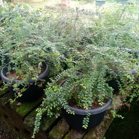 Phyllanthus Plant in Plastic Pot : 1 to 2 Feet (Plant Spread)
