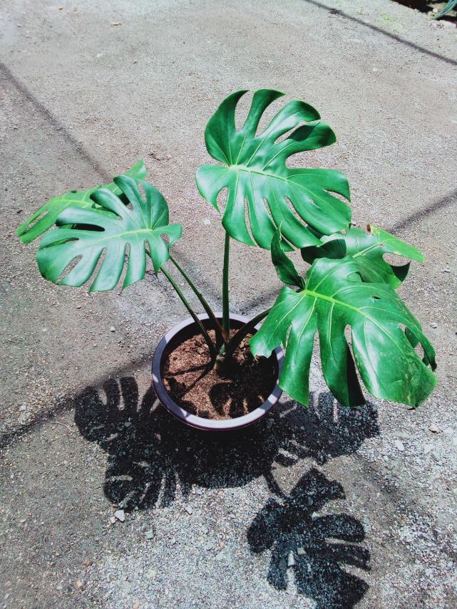 Monstera Deliciosa Plant in Plastic Pot  Plants & Plants Supercentre