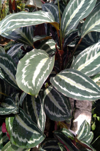 Calathea Roseopicta (Linden) Regel Plant in Plastic pots : 12 to 18 Inches (Plant Height)
