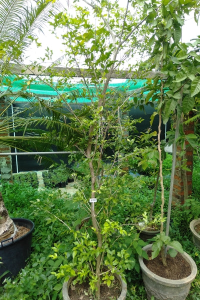 Root Balled Atteriya Tree