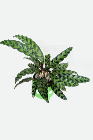 Calathea lancifolia Boom Plant in Green Color Pot : 10 to 14 Inches (Plant Height)