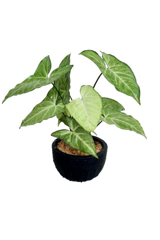 Syngonium Podophyllum Plant in Black Color Pot