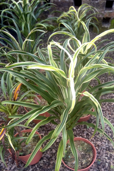 Cordyline 'Americana' (Green) Plant in Poly Bags : 24 to 26 Inches (Plant Height)