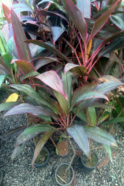 Cordyline Red Plant in Poly Bags : 36 to 40 (Plant Height)