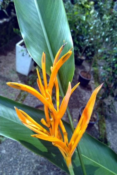 Heliconia Plant in Poly Bag