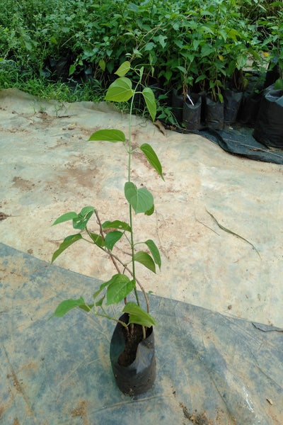 Anguna Vine  in Poly Bags : 1 to 2 Feet (Plant Height)