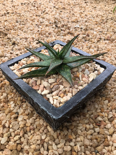 Cactus in a Square Decorative Pot