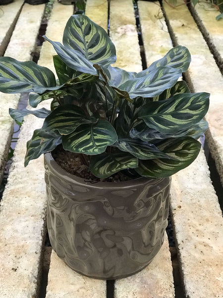 Calethea Plant in a Ceramic Pot