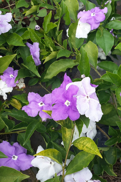 YTT Plant in Poly Bag