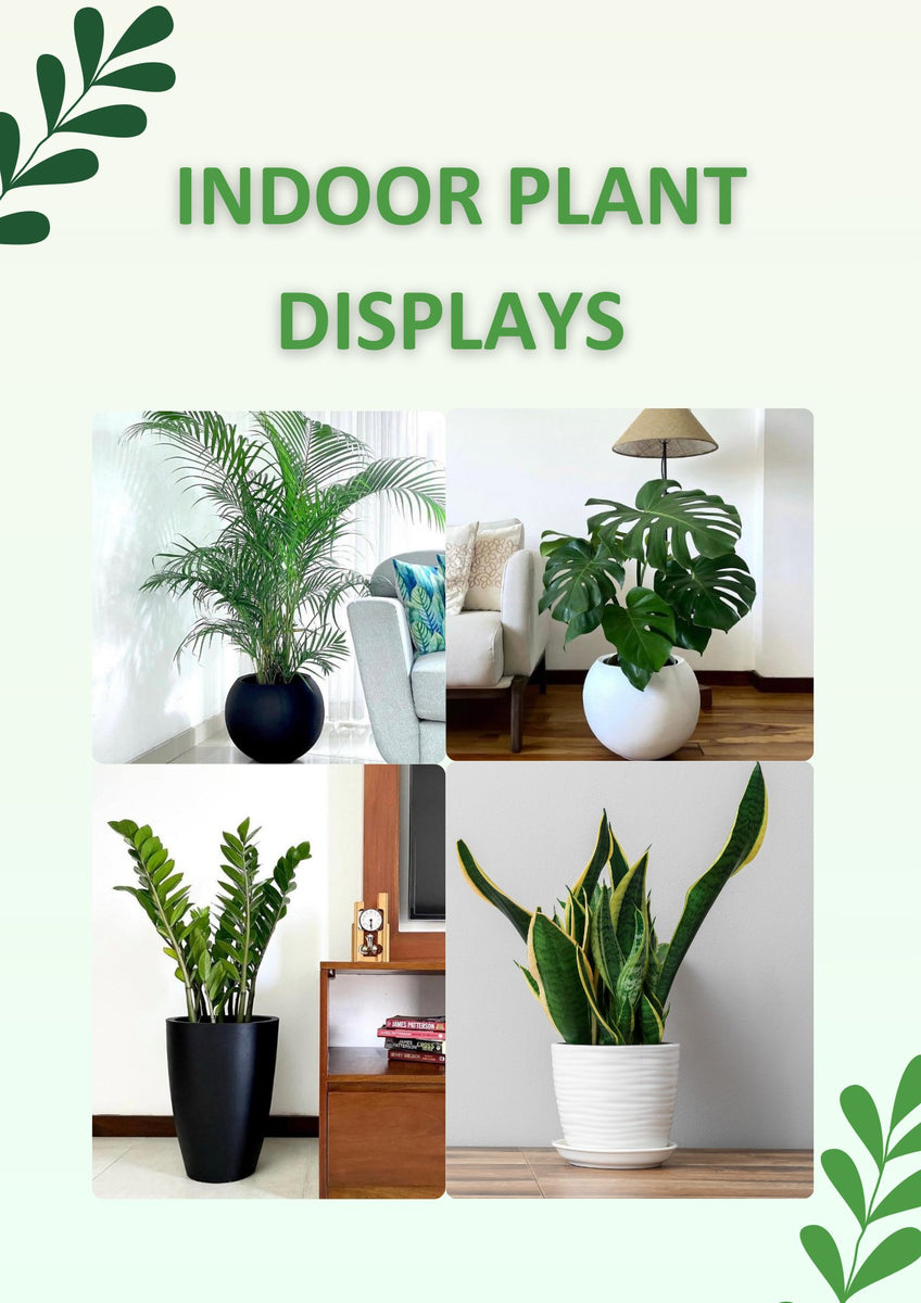 Indoor Plant Displays – Plants & Plants Supercentre