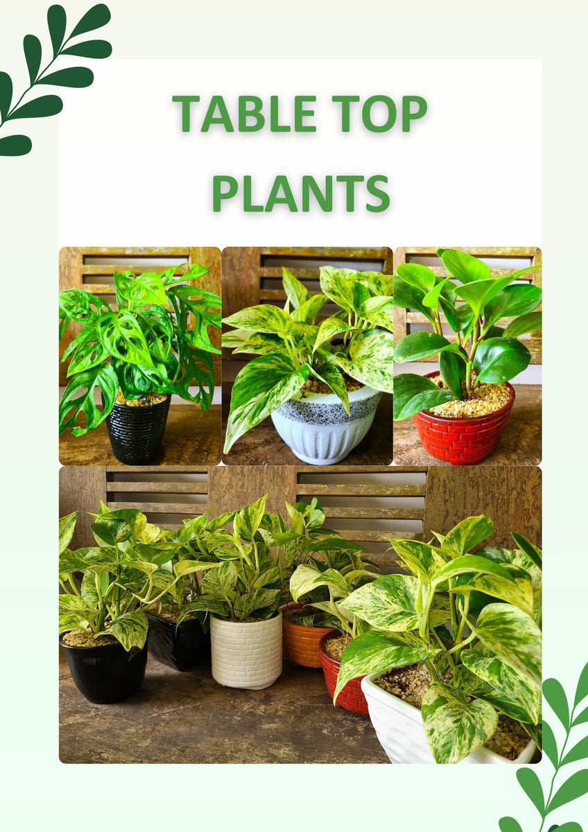 Table Top Plants – Plants & Plants Supercentre