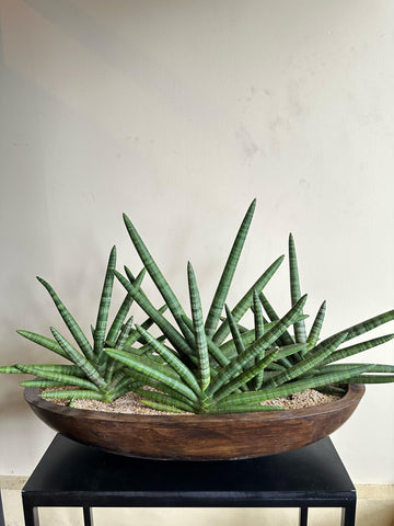 Sansevieria Starfish Plant in a Decorative Titanium Pot