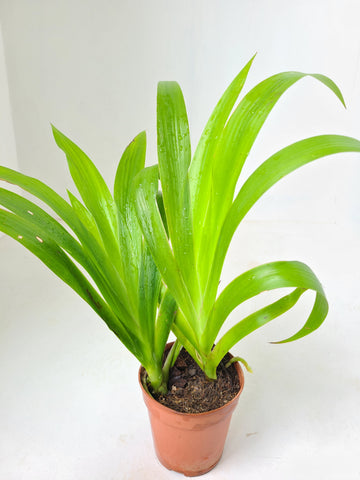 Xiphidium Caeruleum Plant in Plastic Pot