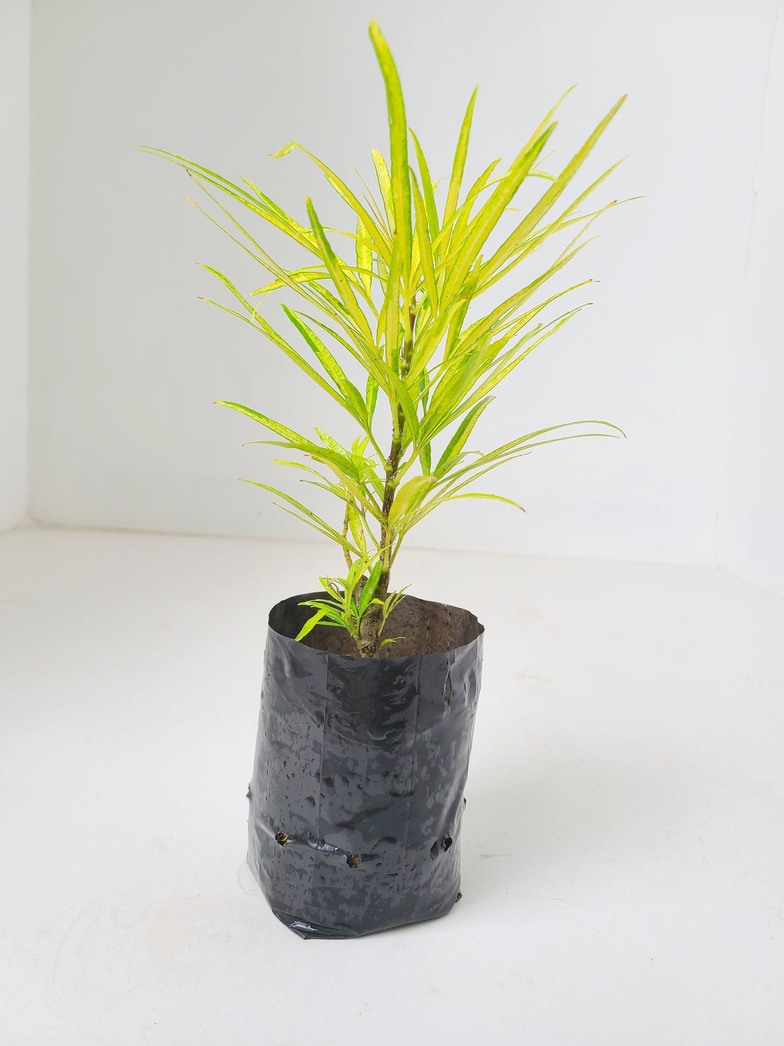 Osmoxylon Yellow Plant in Poly Bag : 6 to 9 Inches (Plant Height)