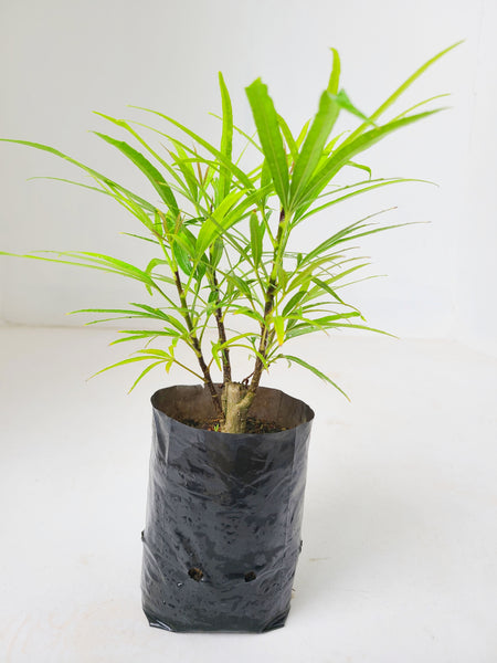 Osmoxylon Green Plant in Poly Bags :  6 to 9 Inches (Plant Height)