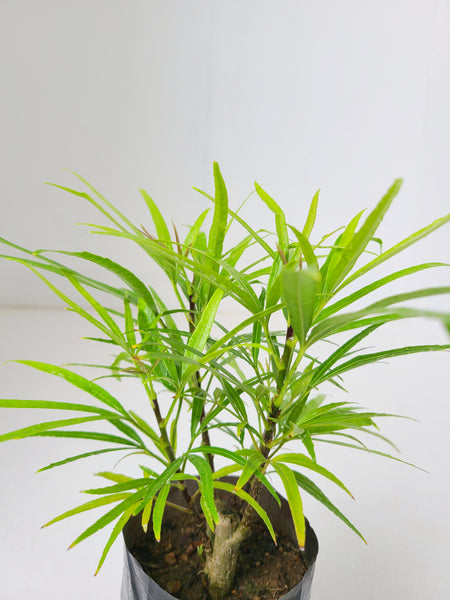 Osmoxylon Green Plant in Poly Bags :  6 to 9 Inches (Plant Height)