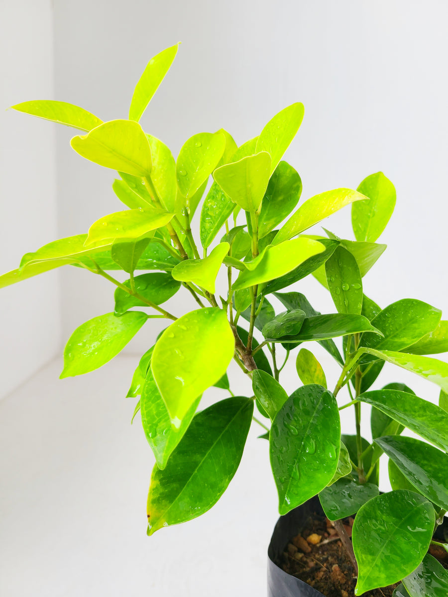 Ficus Benjamina Gold Plant in Poly Bag – Plants & Plants Supercentre