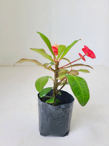 Euphorbia( Popi) ( 5-7 plant height)